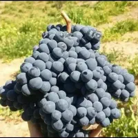 انگور سیاه سردشت