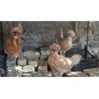 مرغ و خروس پولند طلایی