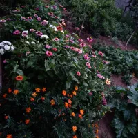 بذر گلهای خوشگل