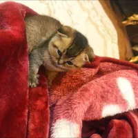 چین چیلا گلد دبل فولد|گربه|تهران, صادقیه|دیوار