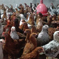 طاقچه محلی جوجه مرغ گلپایگان۶۵روزه