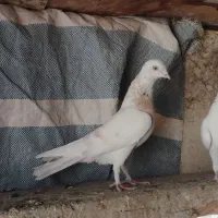 کبوتر پرشی|پرنده|مشکین‌دشت, |دیوار