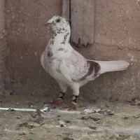 سبز پشتی هفت رنگ