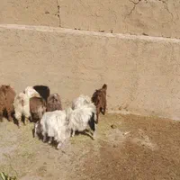 ۱۰ تا بز فقط ۴۰ میلیون تومان بهتر از گوسفند هستند|حیوانات مزرعه|همدان, |دیوار
