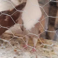 یک جفت کلاغ یک دوتا جوجه ساده