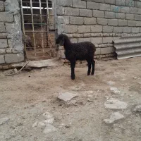 فقییبربیبدووالییثق