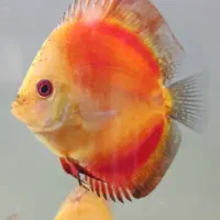 فروش پنج عدد ماهی دیسکس