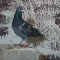 چند عدد کبوتر عالی آبادانی و سینه ای و پلاکی|پرنده|خورموج, |دیوار