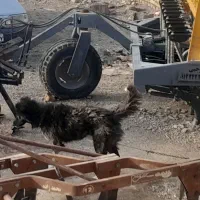 قدرجونی ۹ ماهه خام