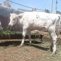 گوساله ماده سیمینتال حدود ۵ ماه وزن ۱۳۰ کیلو