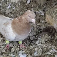 کقتر