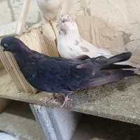 ۸ عدد کبوتر|پرنده|سردشت, |دیوار