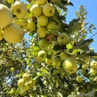 فروش 60 تن سیب قرمز و سفید|حراج|میاندوآب, |دیوار