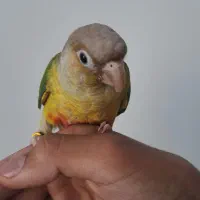 گرنچیک تازه دونه خور شده رام