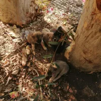 6عددتوله سگ همراه بایه ماده سگ