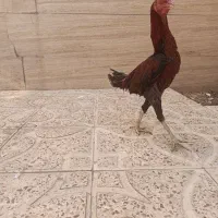 مرغ و خروس لاری افغان|حیوانات مزرعه|قرچک, داوود آباد|دیوار