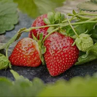 بوته توت فرنگی|گل و گیاه طبیعی|سیوان, |دیوار