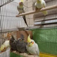 عروس هلندی