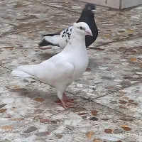 نر سینه سیاه و نر سفید دورگ|پرنده|اهواز, سپیدار|دیوار