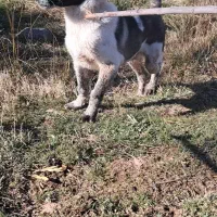 سگ سرابی|لباس|سرعین, |دیوار