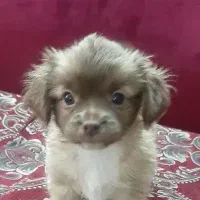 واگذاری ..|سگ|گلپایگان, |دیوار