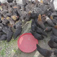 پخش و فروش انواع مرغ و خروس