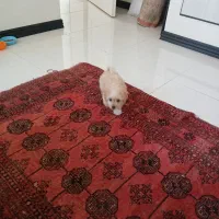 فروش سگ نر شیتزو|سگ|پردیس, فاز ۳|دیوار