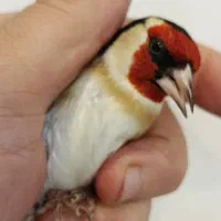 فروش انواع سهره بخون جوجه قفس همه مدل سهره