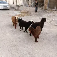 بره|حیوانات مزرعه|اهواز, کوی ملی راه|دیوار