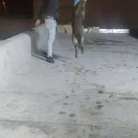 مالینویز نر|سگ|کاشان, مزرعه نو|دیوار