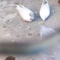 کبوتر  دره شهر