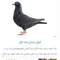 فروش کبوتر مشکی|پرنده|دهدشت, |دیوار