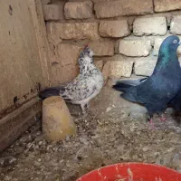 کفتر تهرونی پرشی|پرنده|خمینی‌شهر, |دیوار