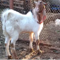 پازن دورگه اصل