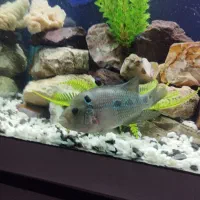 ماهی فلاور گوشتخوار|ماهی|کرمانشاه, |دیوار