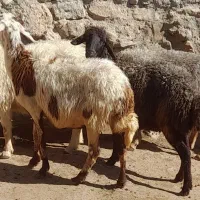 فروش میش|حیوانات مزرعه|پاپی, |دیوار