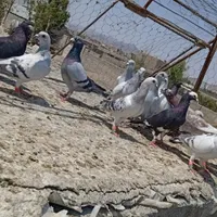کبوتر|پرنده|زاهدان, |دیوار