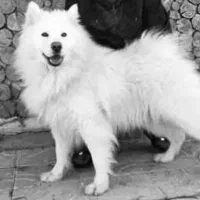 واگذاری سگ ساموییدنر بسیار زیبا و اصیل