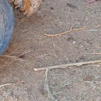 خروس میناتوری|حیوانات مزرعه|سرایان, |دیوار