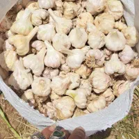 سیر بذری پودرسیر