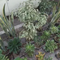 گل های آپارتمانی زیره قیمت خرید|گل و گیاه طبیعی|محمدیه-قزوین, |دیوار