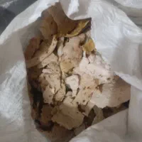 نون خشک گوسفندی