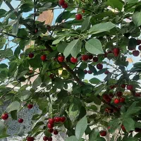 فروش باغ تفریحی|فروش زمین و ملک کلنگی|شازند, |دیوار