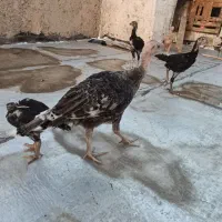 بوقلمون 2ماهه