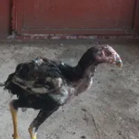 فروش جوجه لار