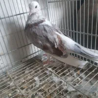 جوجه کبوتر شازرده