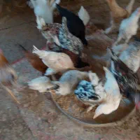 مرغ خروس|حیوانات مزرعه|چرام, |دیوار