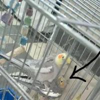 فروش عروس هلندی،ماده
