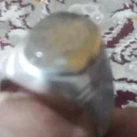 انگشتر شجر شمش|کلکسیون اشیاء عتیقه|بندرعباس, |دیوار