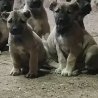 سگ سرابی اصیل|سگ|سراب, |دیوار